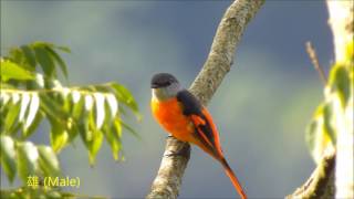 灰喉山椒鳥 Grey chinned Minivet ,Taiwan  05/09/2016