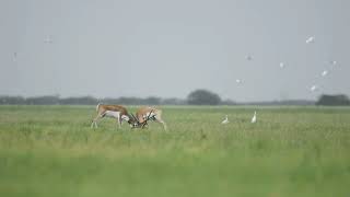 Blackbuck National park - Velavadar