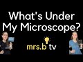 What's Under My Microscope? 🔬👀🤯