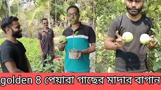 golden 8 guava mother plant tree fruit | গোল্ডেন ৮ পেয়ারা গাছের মাদার বাগান