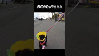 飼い主を必死に追いかける愛犬#shorts #トイプードル #犬 #toypoodle #dog