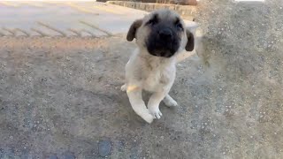 Little Puppy Ready To Run After Anyone With The Small Hope Of Being Helped