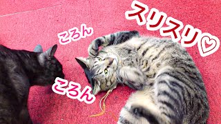 新しいおもちゃにメロメロになっちゃった猫｜猫カフェあいきゃっと仙台店｜cat cafe senndai｜