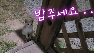 에일리. . 도대체 어디 있는거야 . . 😢│밥먹으로 오는 길고양이가 안와요.. (Ep.15)