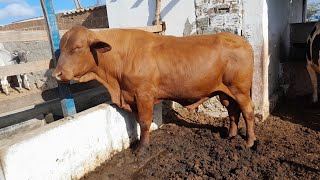 Feira do Gado em Santa Cruz do Capibaribe Pernambuco 23/12/2024 $$