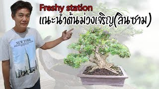 Bonsai Station [Freshy Station] EP. 23 แนะนำม่วงเจริญ(ลินซาม) [แก้เสียงหาย]