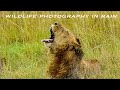 Camera Setting to Photograph Rain with Wildlife