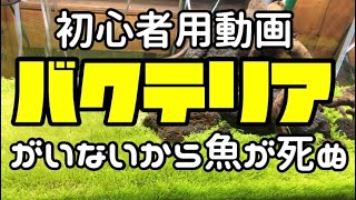 バクテリアを入れないから魚は死ぬ！初心者が間違い易い大事な話、アクアリウムを始めるなら見て下さい！上手くいかない人が軽視しているバクテリア【楽めだか】