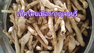 เห็ดโคนเมืองกาญจนบุรี , Wild Mushroom