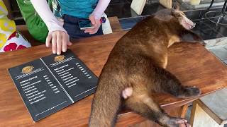 【バリ島】ルアックコーヒーを飲む