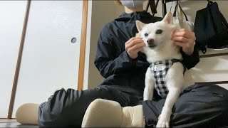 【突然】の訪問者にさすが柴犬？番犬合格！？豆柴大福は、どんな行動をとるでしょう？