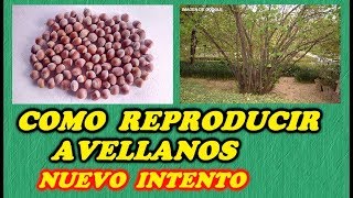 Sembrar Avellanas -  Reproducir Avellanos  3ª PARTE - ERRORES CORREGIDOS // Todo Huerta y Jardín