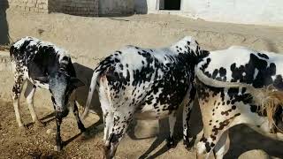 Cow Farming in Pakistan - Desi Cow farm Chakwal