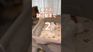 赤ちゃんと初めて会った犬の行動が謎すぎた #shorts #犬のいる生活 #シェルティ