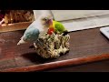 【ボタンインコ】帰りたい小鳥と遊びたいカイヌシ【放鳥】