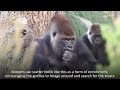 gorillas enjoy foraging for autumn treats