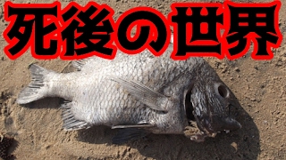 【アクアリウム】死後の世界を考える。魚の死を無駄にしない為に。