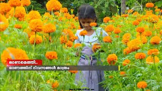 ഓണമെത്തി.. സജീവമായി ജമന്തി കൃഷി ; കൊച്ചി കുന്നുകരയിലെ ഒരു ജമന്തി തോട്ടത്തിന്റെ കാഴ്ചകൾ