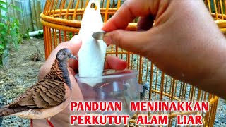 6 CARA MENJINAKKAN BURUNG PERKUTUT YANG DIDAPATKAN DARI HUTAN ATAU ALAM LIAR