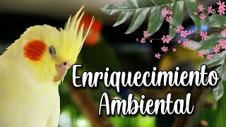 Enriquecimiento Ambiental | ¡Transformo mi voladera!