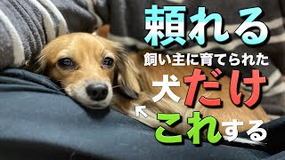 頼れる飼い主に育てられた犬だけがこの行動をします