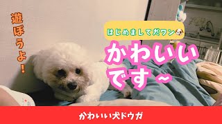 【犬動画】ミニビション犬とお喋りタイム