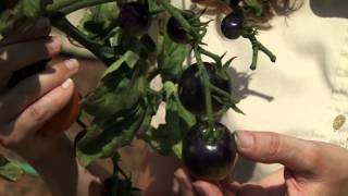 Indigo Tomatoes