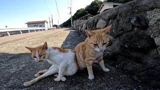 撮影してたら仲間に入れてと仲良し猫がやってきた【猫島】【佐柳島】