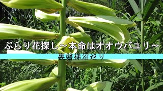 ぶらり花探し～本命はオオウバユリ～　８月の裏磐梯沼巡り