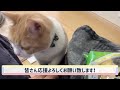 新年早々から暴走する食いしん坊猫ww