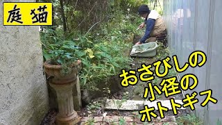 【庭猫】おさびしの小径のホトトギス