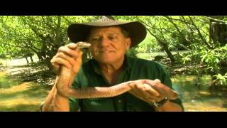 Australian Death Adder Encounter