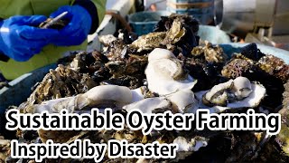 Sustainable Oyster Farming – Inspired by Disaster