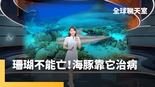 已知用藥！海豚嚕珊瑚獲療癒　透過摩擦治皮膚病｜全球聊天室 #鏡新聞