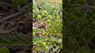 Exploring Uppu Kadale Farming Techniques