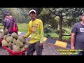 panen durian di abn farm bersama haji abun