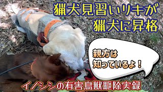 猟犬見習いリキがイノシシを発見！吠えて止めていたところに近づいた結果…。