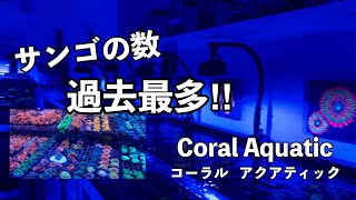 サンゴショップのご紹介。コーラルアクアティック(Coral Aquatic)、サンゴの取り扱い過去最多、一度は足を運んでみませんか？