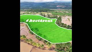 Terreo de 4 hectáreas en venta a 5 minutos de la UCV de Tarapoto  #tarapoto #terrenos #lotes  #drone