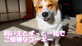 休日はずっと飼い主と一緒でご機嫌なコーギー。最後は犬の手作りごはんの『コタ飯』です。