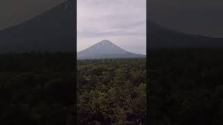 ஜப்பானில் இருக்கும் மர்மங்கள் நிறைந்த காடு 😱 Aokigahara Forest  #shorts