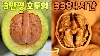 호두는 어떻게 수확이 될까요? 호두의 성장 과정 [How does it grow? Walnut Growth Process]