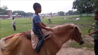 Mubin is riding a Horse in a big field II  Mubin \u0026 Mahmud toys review II