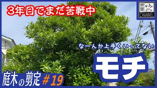 モチの剪定　本当は出したくなかったけど晒します　おまけ付