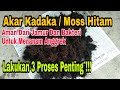 How to Process Kadaka/Black Moss Roots into Good Orchid Planting Media