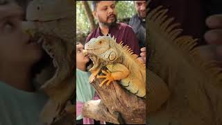 Iguana Love #iguana #petlover #prani Prani Pet Sanctuary #shorts#animals