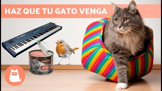 SONIDOS para ATRAER GATOS 📣🐈  ¡Sonidos para que tu GATO VENGA!