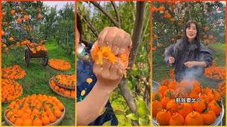 Colorful China Orange Garden - Famous and Expensive Orange Harvest - China Orange Farm -Fruit Garden