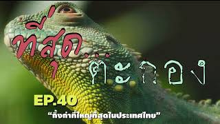 ที่สุด Ep. 40 - ตะกอง กิ้งก่าที่ใหญ่ที่สุดในประเทศไทย