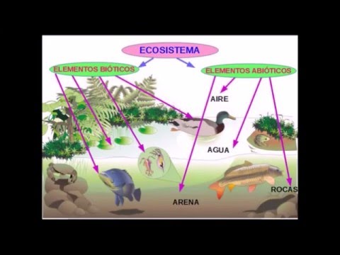 Ecosistemas Y Sus Elementos - YouTube